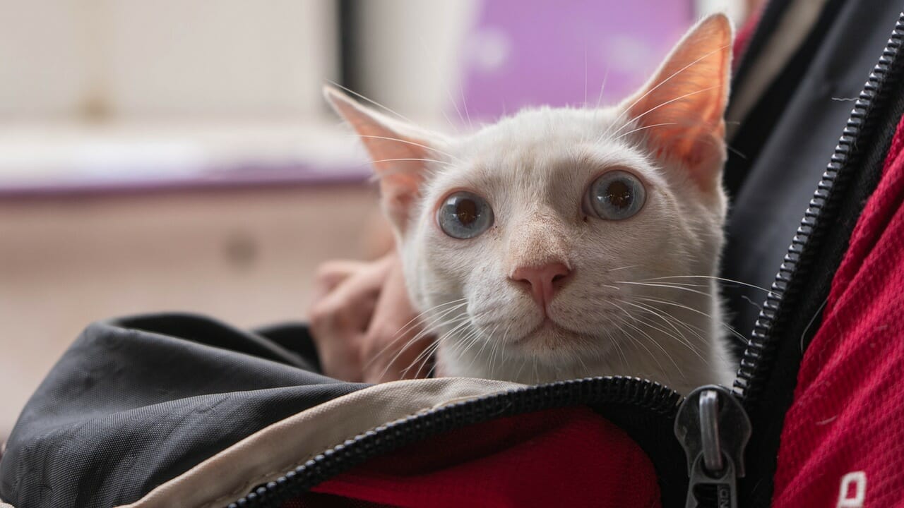 Al gatto non piace uscire di casa se non è abituato