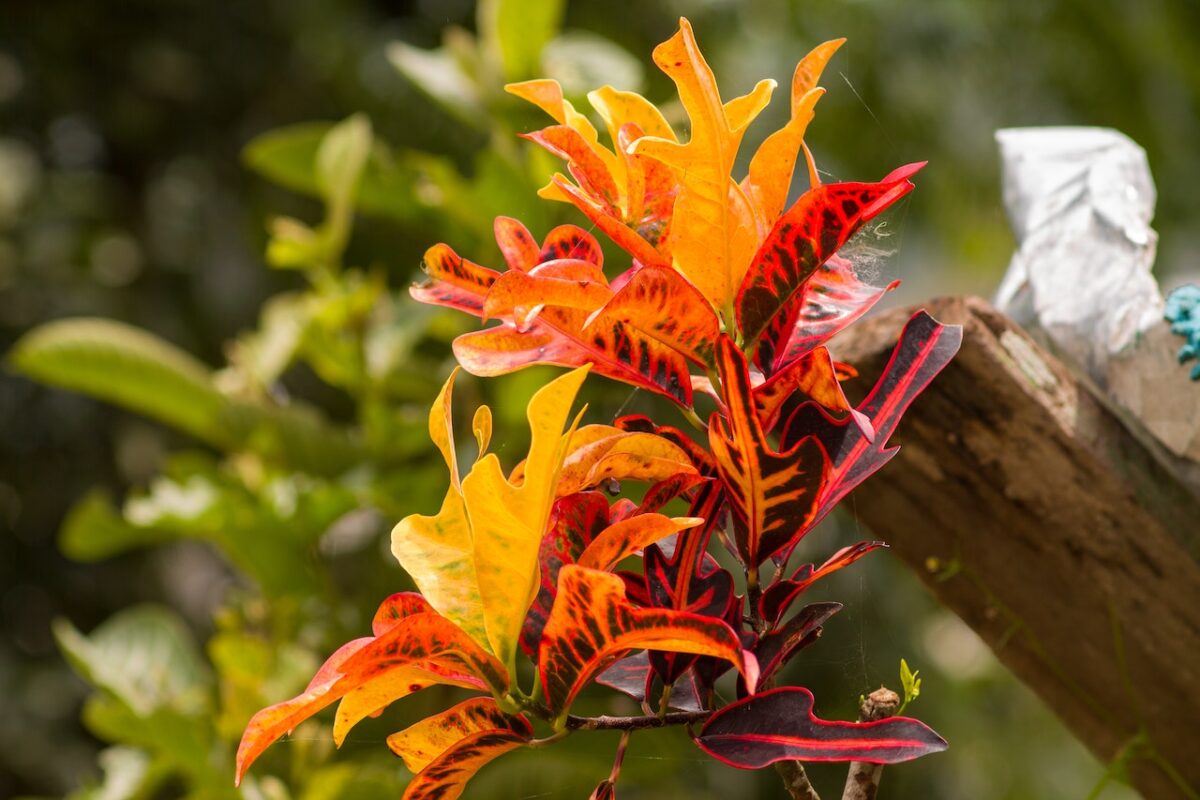 Altra pianta è il Croton