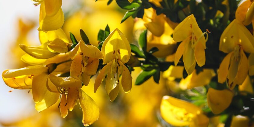 Come la ginestra aiuterebbe