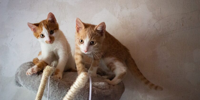 Ecco come capire se i gatti giocano o litigano