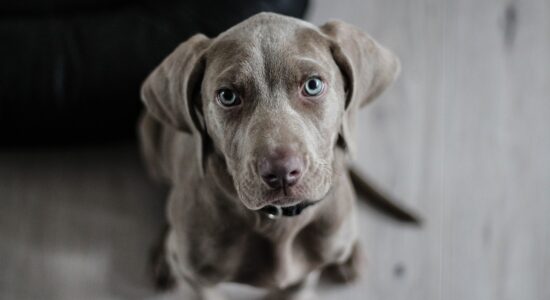 Ecco cosa devi fare se il tuo cane soffre