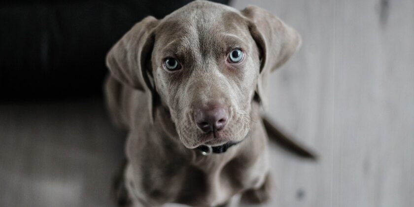 Ecco cosa devi fare se il tuo cane soffre