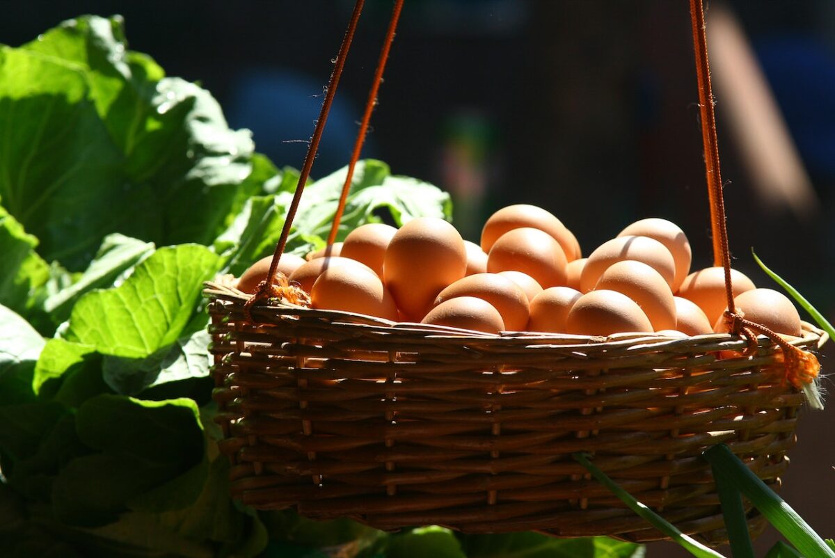 Il gusto delle uova fresche