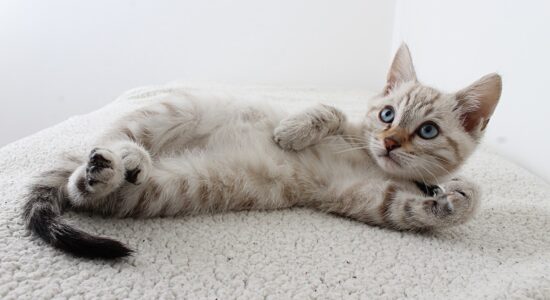 Le 5 cose che il tuo gatto fa