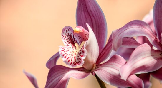 Mettere l'orchidea in cucina