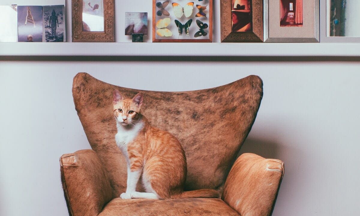 se lavassimo il tessuto della poltrona con la candeggina il gatto farebbe ancora lì la pipì