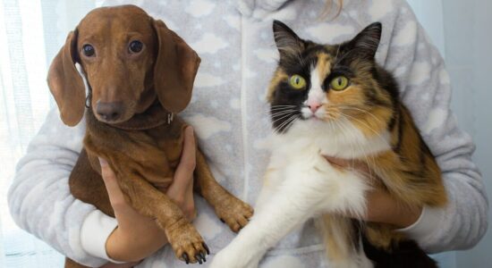 Sei più tipo da cane o da gatto
