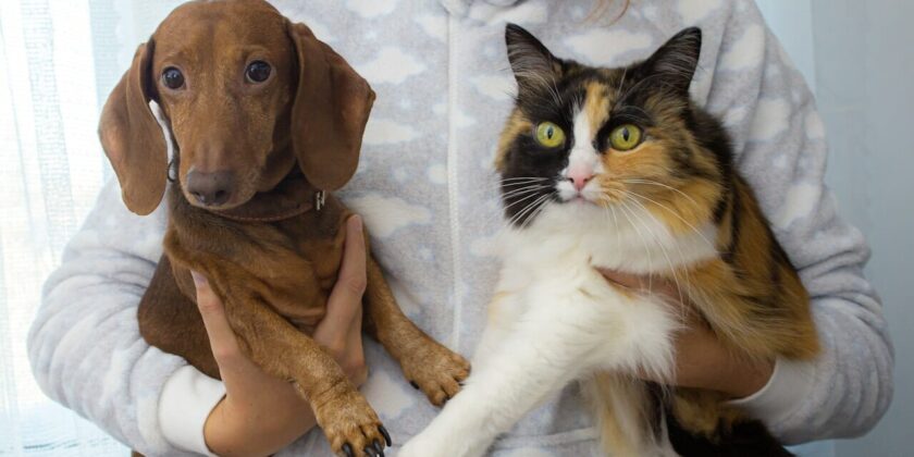 Sei più tipo da cane o da gatto