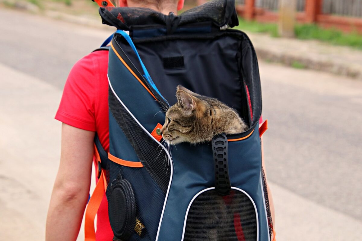 Zaino per gatti