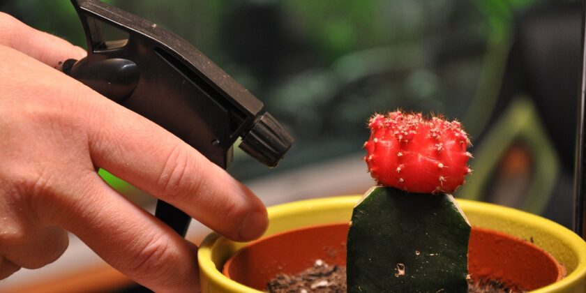 3 metodi preziosi per innaffiare le piante grasse