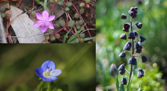 3 piante da fiori da piantare a febbraio