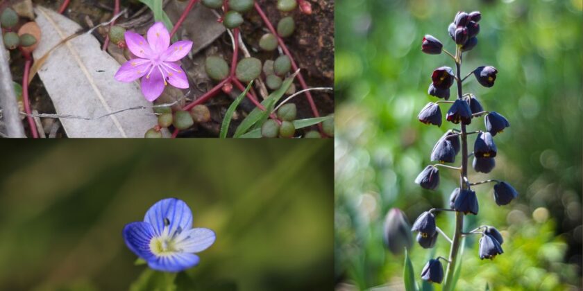 3 piante da fiori da piantare a febbraio