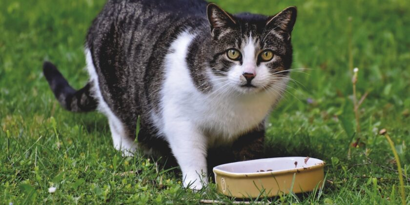 4 motivi per cui il gatto non mangia