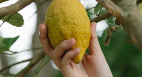 4 trucchi dei giardinieri per far fiorire il limone