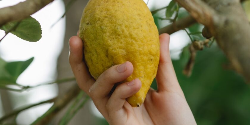 4 trucchi dei giardinieri per far fiorire il limone