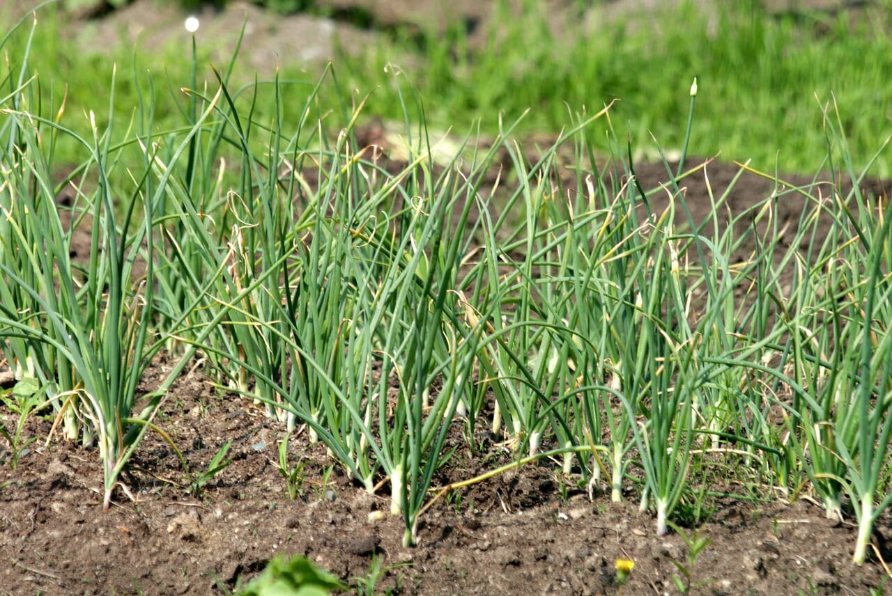 A febbraio semina l'aglio in pieno campo