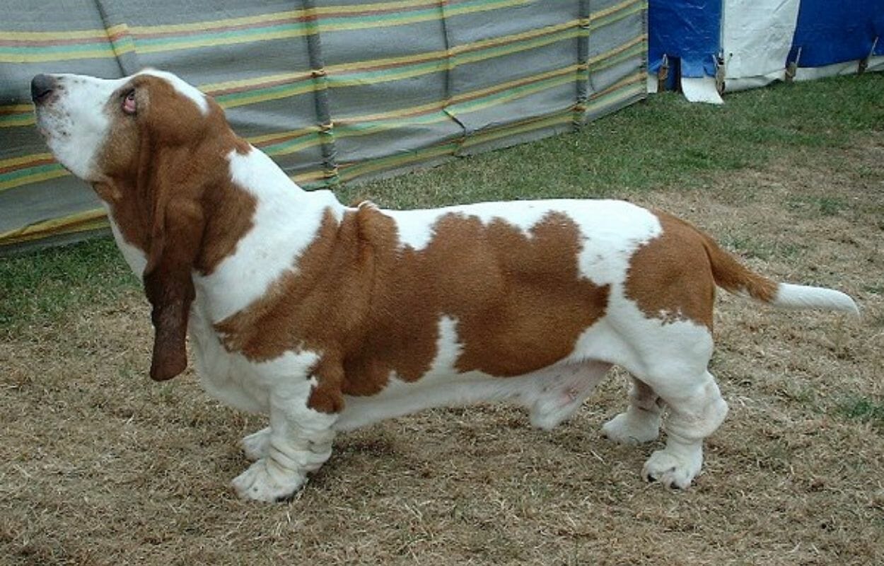 Basset hound