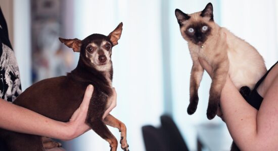 Cani e gatti mangiano le piante