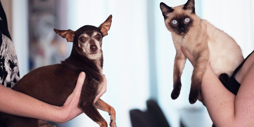 Cani e gatti mangiano le piante
