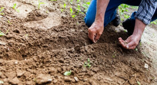 Come capire quanto è fertile il terreno