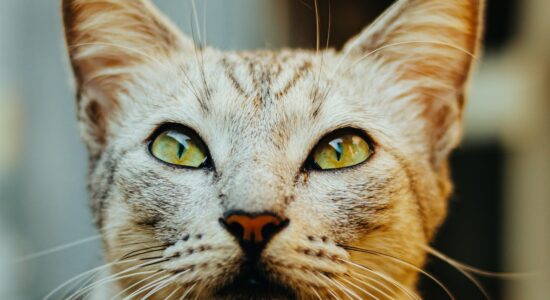 Come capire se il tuo gatto ti odia