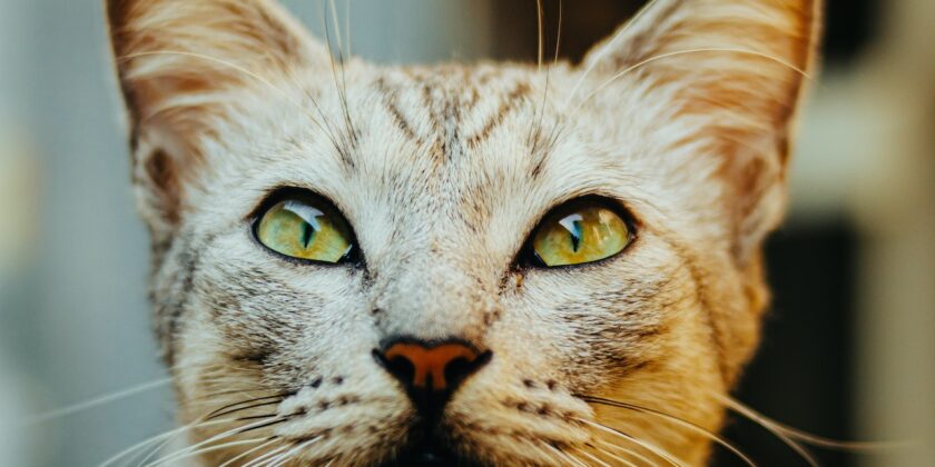 Come capire se il tuo gatto ti odia