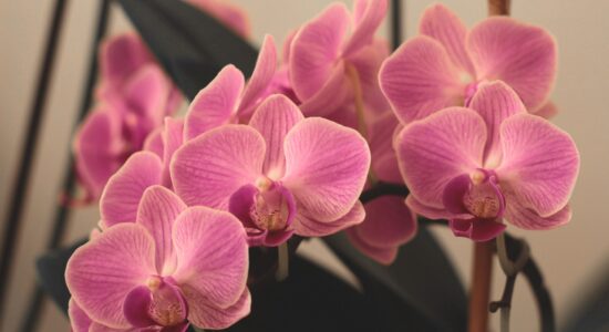Come far fiorire sempre l'orchidea