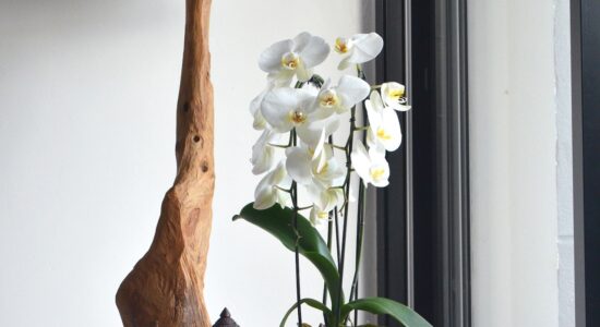 Come rinvasare le orchidee in casa