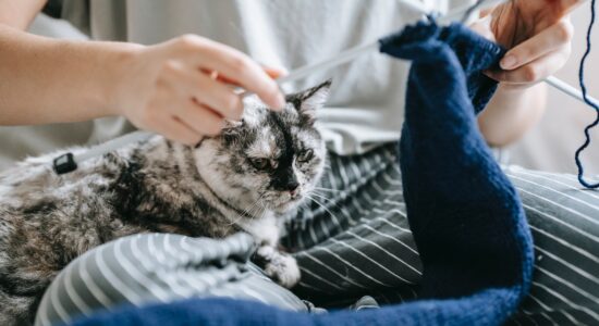Cosa dice la scienza se prendere un gatto maschio o femmina