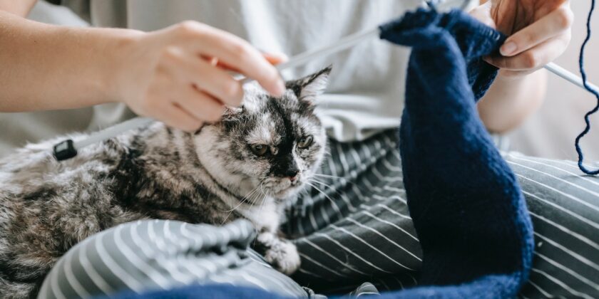Cosa dice la scienza se prendere un gatto maschio o femmina