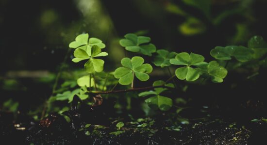 È meglio togliere i trifogli dalle piante oppure lasciarli
