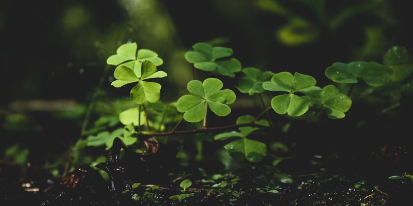 È meglio togliere i trifogli dalle piante oppure lasciarli