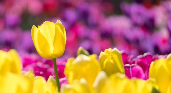 Ecco cosa coltivare se tulipani e orchidee ti hanno stufato
