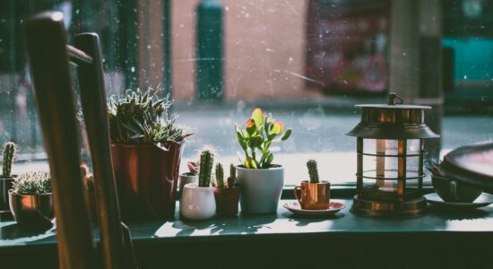 Errori da non fare con le piante grasse
