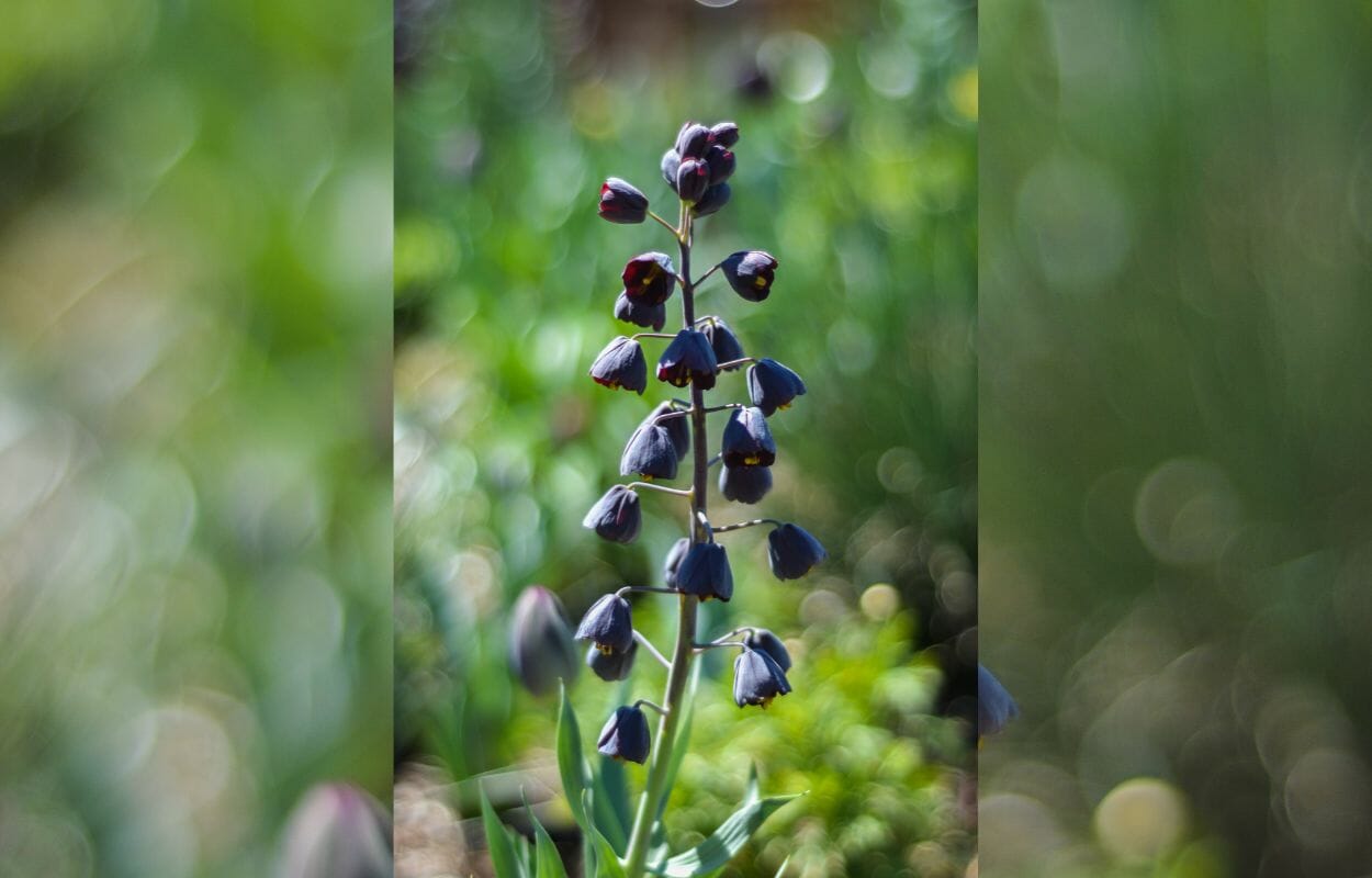 Fritillaria persica