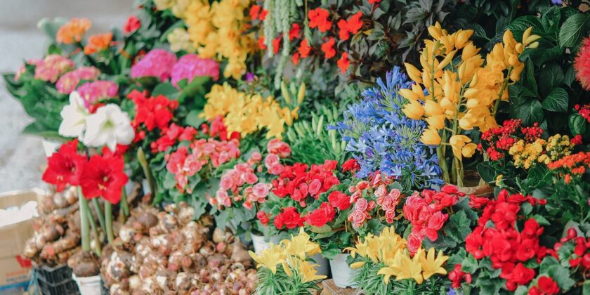 I fiori del mese della tua nascita