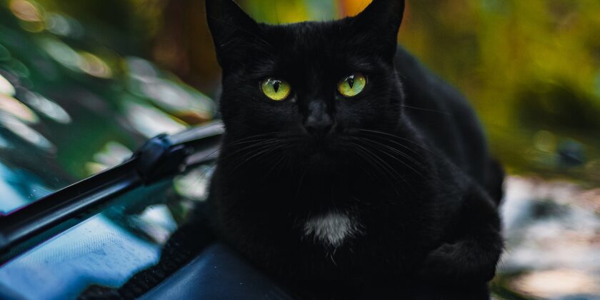 I gatti neri portano sfortuna
