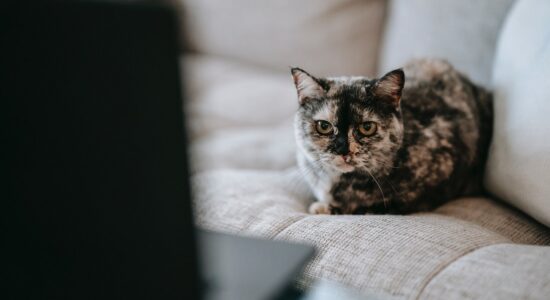 Il gatto prende il nostro posto sul divano