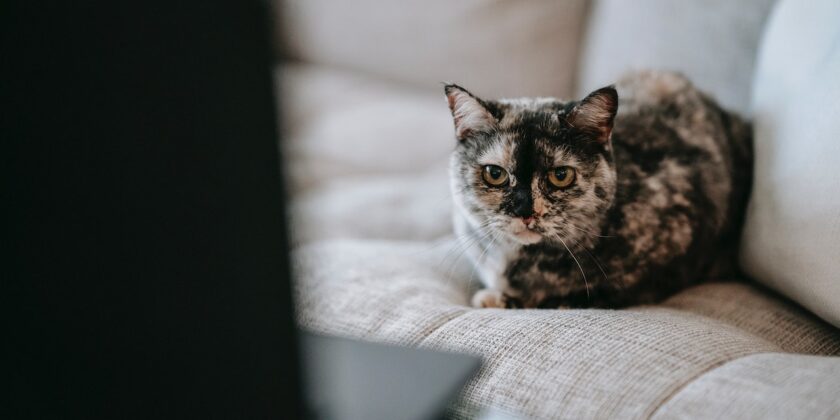 Il gatto prende il nostro posto sul divano