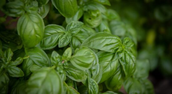 Il trucchetto per innaffiare il basilico
