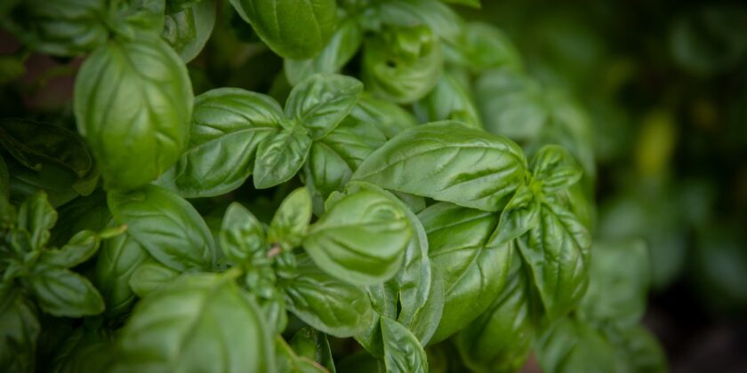 Il trucchetto per innaffiare il basilico