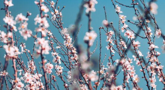 In questa città la primavera arriva in anticipo