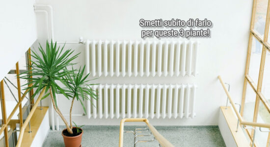 Mai mettere 3 piante vicino al termosifone o alla stufa