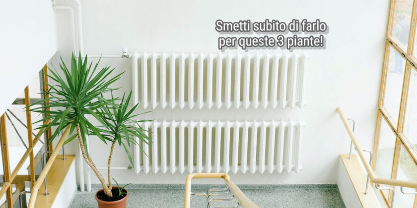 Mai mettere 3 piante vicino al termosifone o alla stufa