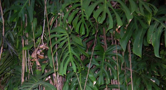 Monstera Deliciosa
