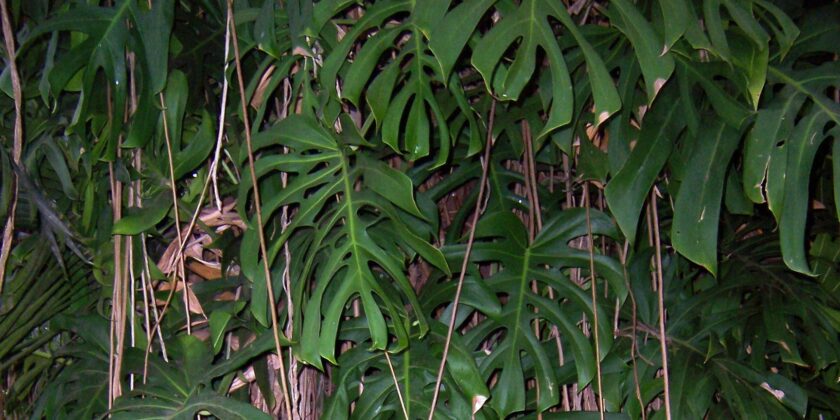 Monstera Deliciosa