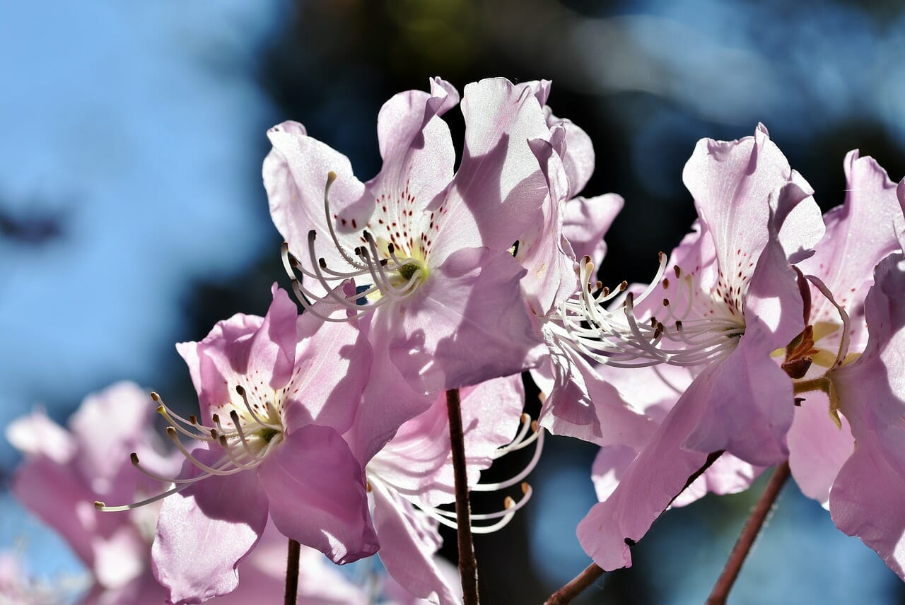Pianta di Rododendro