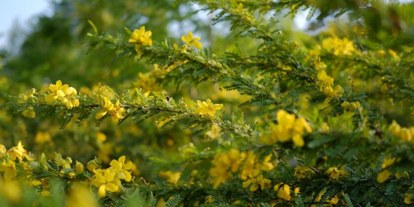 Piante bellissime ma velenose