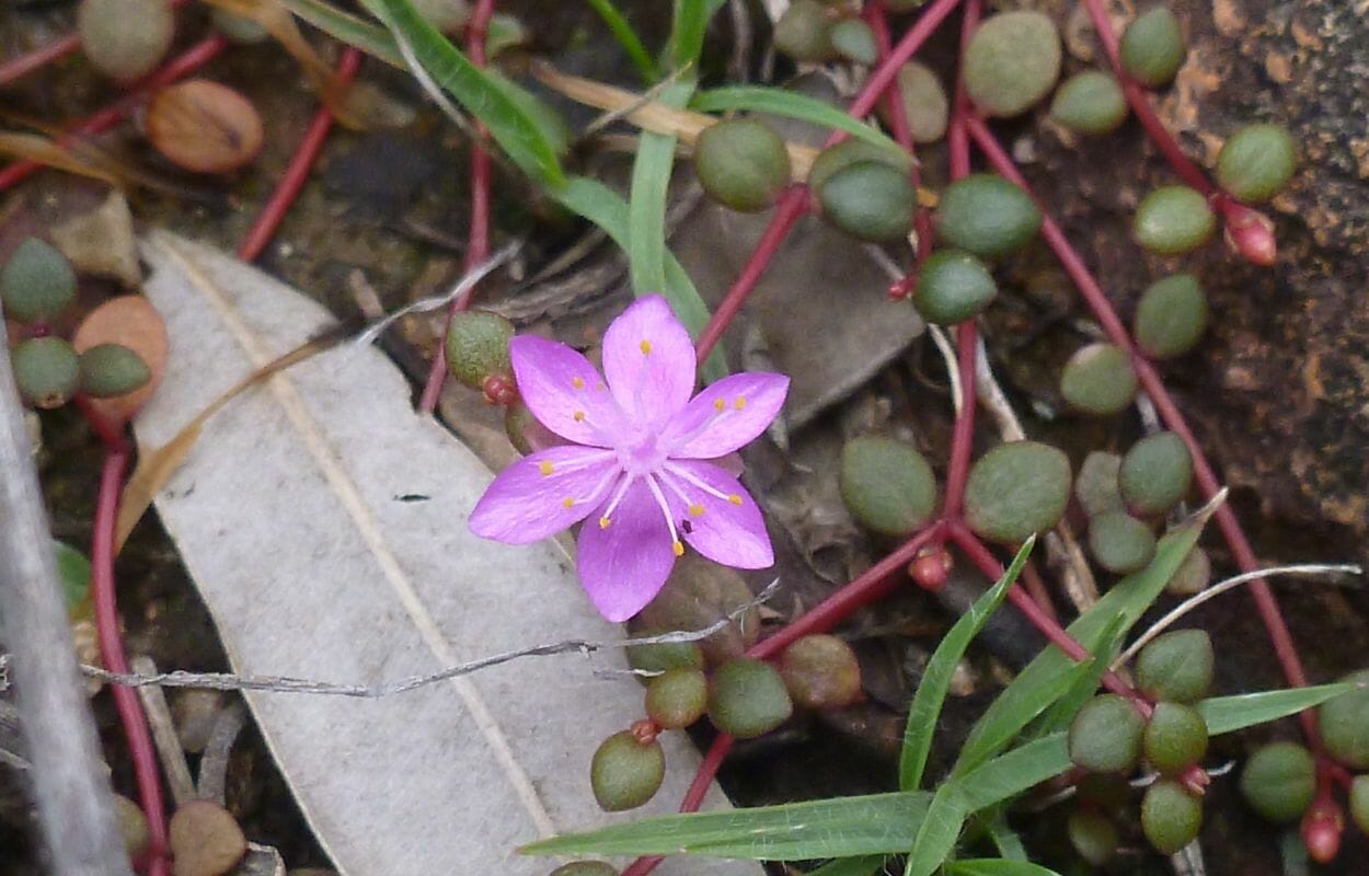Portulaca Bicolor-foto da wikipedia