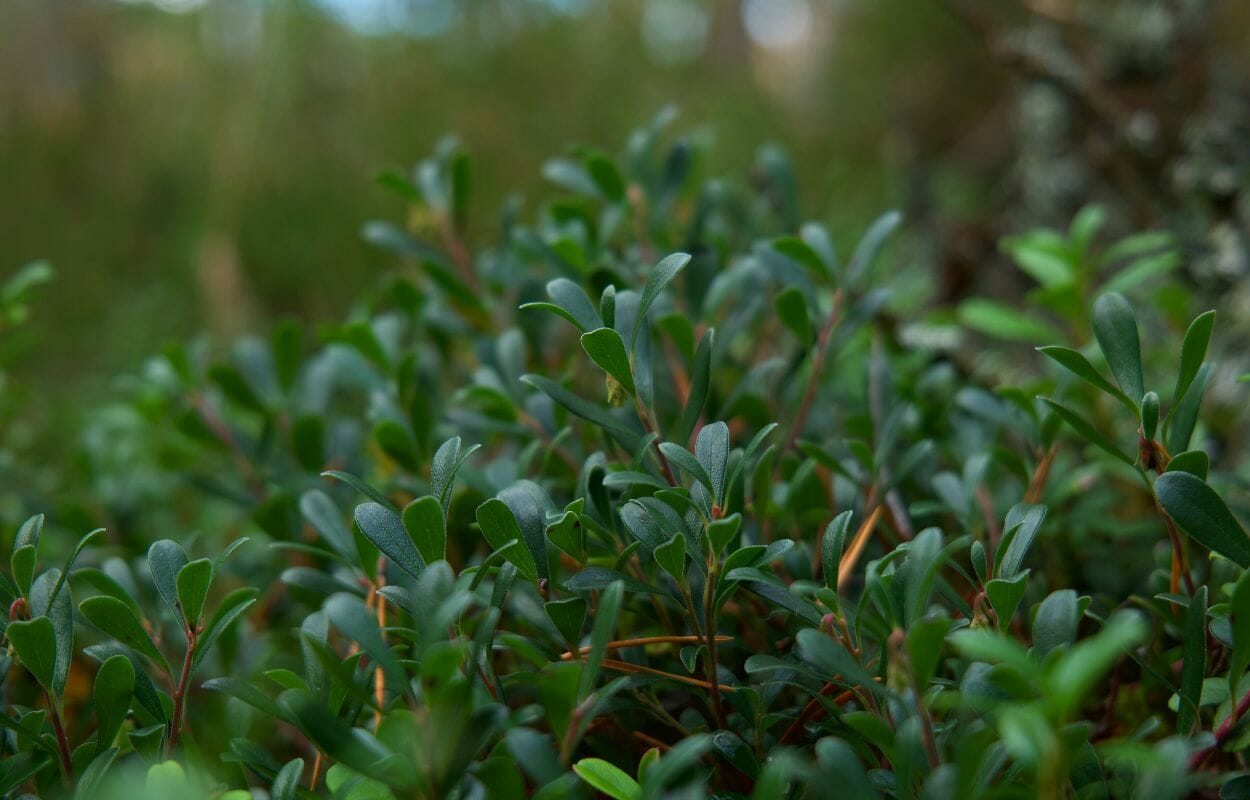 Portulaca-foto da wikipedia